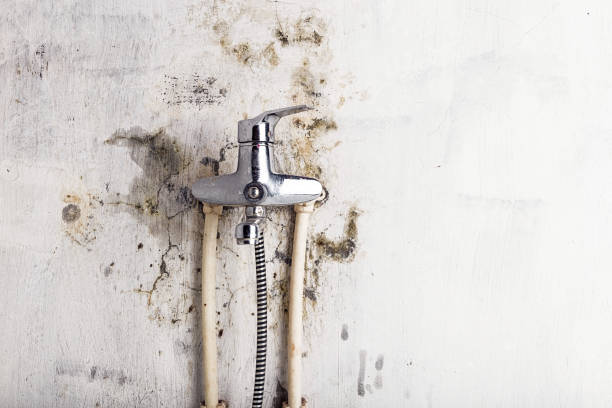 Best Toxic Mold Removal  in , NC