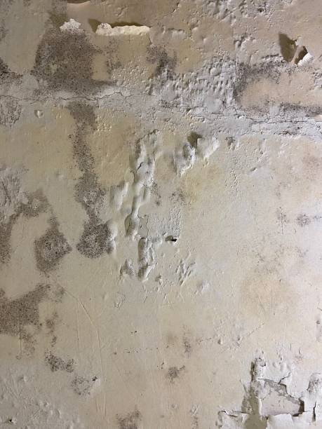 Best Mold Removal Company Near Me  in , NC