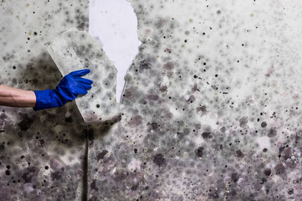 Best Professional Mold Removal  in , NC