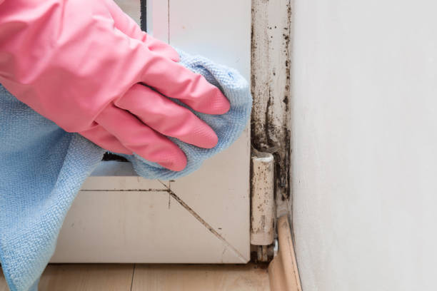 Best Attic Mold Removal  in , NC